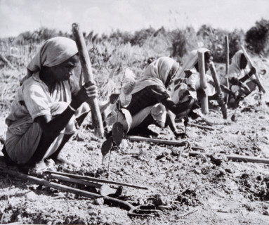 Planting out young tea bushes, Assam, 1950s-60s.