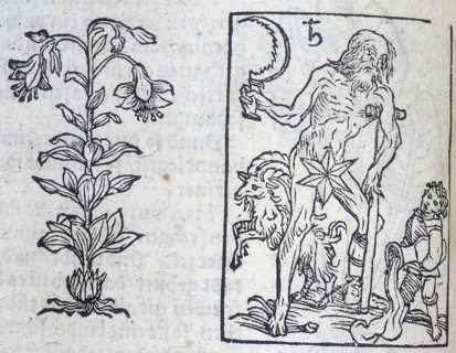 The lily and Saturn, 13th century. Saturn rules both Capricorn and Aquarius in classical astrology,