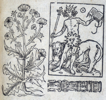 Chicory and the Sun, 13th century. The Sun is wearing a crown and holds a sceptre, with a lion