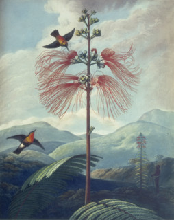 Large Flowering Sensitive Plant: Mimosa grandiflora, 1807. Tropical plant with hummingbirds. From