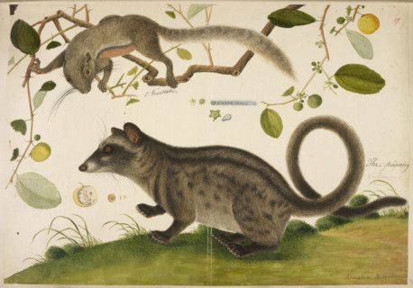 Squirrel, unidentified, (Callosciurus?), and a Common Palm Civet (Paradoxuvus?), c1800. Inscribed