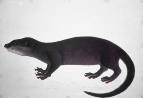 Otter, 18th century. Coloured sketch.
