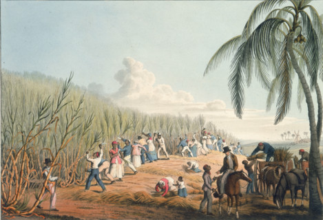 Slaves cutting the sugar cane, Antigua, 1823. African slaves cutting sugar cane on a plantation,