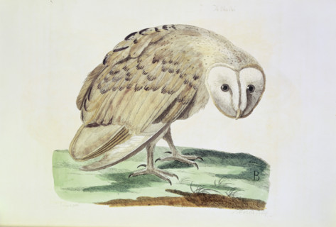 The White Owl, 1766. Detailed study of the bird standing on some turf. From "The British Zoology" a