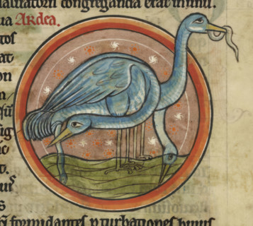A heron on the water. A wading water bird with long neck and beak, c1230s. From Bestiary, with