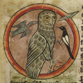 Owl mobbed by smaller birds, 1230-1240. From Bestiary.
