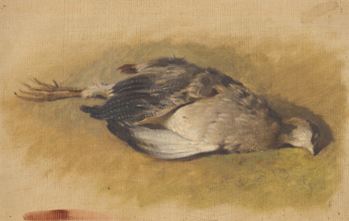 Sketch of a dead partridge, 1840-1850.
