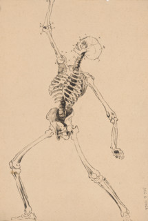 Study of a human skeleton, 1880-1904.