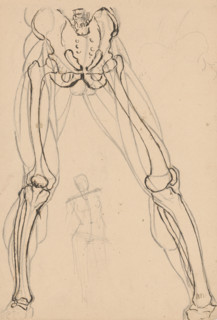 Study of the skeleton and muscles of the legs, 1880-1904.