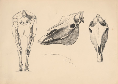 Studies of skeletons and skulls, 1880-1904.