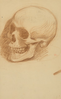 Study of a skull, 1895-1900.