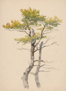 Study of a deciduous tree, around 1881.