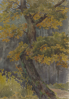 Study of a deciduous tree. Motif from St. George, 1881.