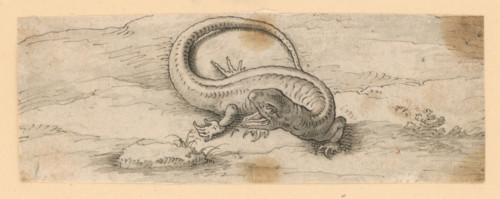 Lizard, 1601/1700.   Additional Info: Drawings with animal motifs - 5 drawings.