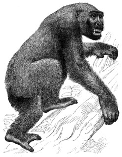 The Gorilla, 19th century? Creator: Unknown.