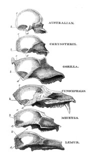 Australian, Chrysothrix, Gorilla, Cynocephalus, Mycetes, Lemur, 1863. Creator: Unknown.