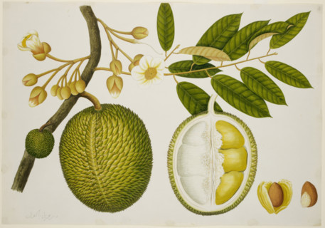 Durio Zibethinus (Bombacaceae), c1824.  Creator: Unknown.
