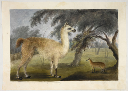 A llama and its young in a park, presumably Barrackpore, 1818-1820.  Creator: Sita Ram.