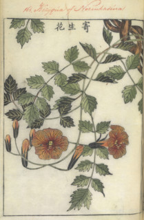 Trumpet flower, 1750-1765.   Creator: Shimada Mitsufusa.