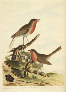 Two Robins with their nest, full of eggs, 1791.  Creator: Unknown.