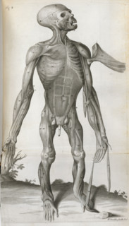 An anatomical drawing, 1699.  Creator: Michael Vandergucht.