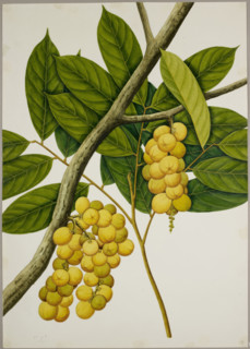Lansium domesticum, c1824.  Creator: Unknown.
