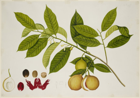 Nutmeg Tree, c1824.  Creator: Unknown.