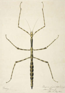 Stick insect, c1820. Creator: Unknown.