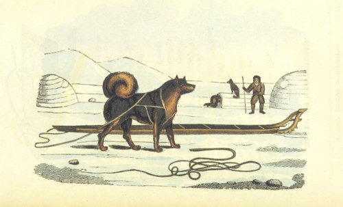 Husky and sledge, 1825.  Creator: Unknown.