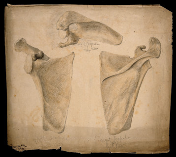The right scapula: three figures, 1853. Creator: J.C. Whishaw.