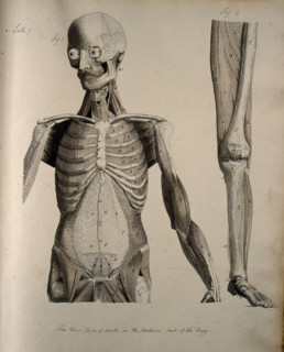 Left, muscles of the head and trunk (front view); right, muscles of the..., between 1800 and 1899. Creator: Unknown.
