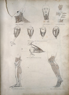 Muscles of the neck, ear, eye, and lower limb: ten figures, between 1800 and 1899. Creator: Unknown.