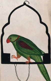 Pet parrot on a perch. Creator: Unknown.