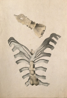 Ribs and sternum: two figures, 1830-1835. Creator: Unknown.