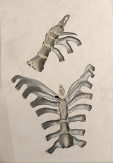 Ribs and sternum: two figures, 1830-1835. Creator: Unknown.