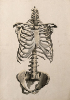 Bones of the torso: front view, 1830-1835. Creator: Unknown.