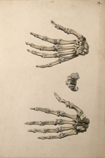 Bones of the hand: three figures, 1830-1835. Creator: Unknown.