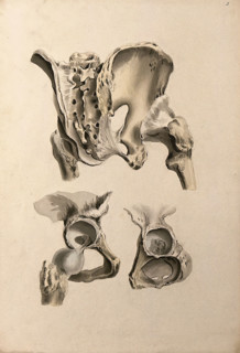 Ligaments of hip-bone and femur (thigh-bone), 1830-1835. Creator: Unknown.