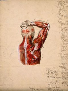 Muscles of the arm, shoulder and chest, back view: male écorché figure holding right..., 1800-1899. Creator: Unknown.