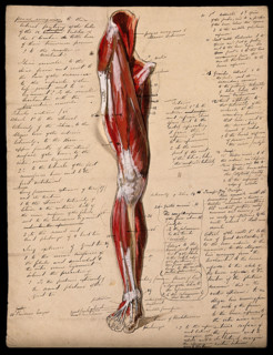 Muscles of the leg and foot: front view, 1800-1899. Creator: Unknown.