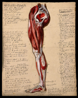 Muscles of the leg and foot: side view, 1800-1899. Creator: Unknown.
