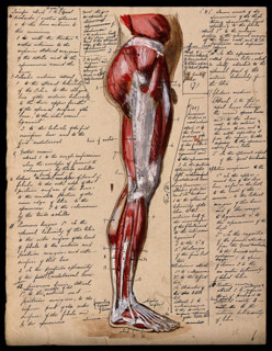 Muscles of the leg and foot: side view, 1800-1899. Creator: Unknown.