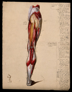 Muscles of the leg and foot: back view, with thumbnail ink sketch of walking figure, 1800-1899. Creator: Unknown.