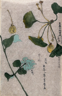 Two plants, a fruiting branch of a maidenhair tree (Ginkgo biloba) and a liane stem. Creator: Unknown.