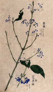 A fruiting plant, possibly a Callicarpa species. Creator: Unknown.