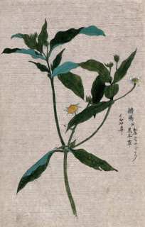 A plant, possibly of the Ranunculaceae family: flowering and fruiting stem. Creator: Unknown.