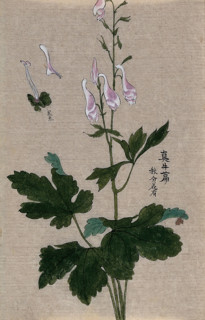 A plant, possibly a Corydalis species: flowering and fruiting stem with floral segments. Creator: Unknown.