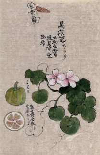 A plant, possibly a melon (Cucumis melo): flowering and fruiting stem with segments of the fruit. Creator: Unknown.