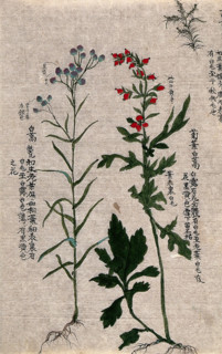 Two fruiting plants with conspicuous red and purple fruits and an outline of a third plant. Creator: Unknown.