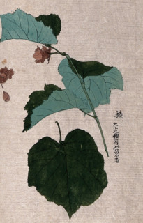 A hazel or filbert plant (Corylus species): fruiting branch with separate nut and leaf. Creator: Unknown.